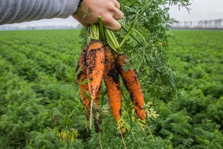 Морква | Вирощування, догляд, добрива, шкідники, хвороби, історія